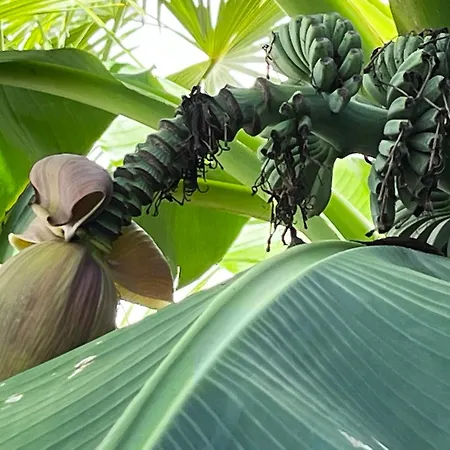 Residenz Royal Sandhausen